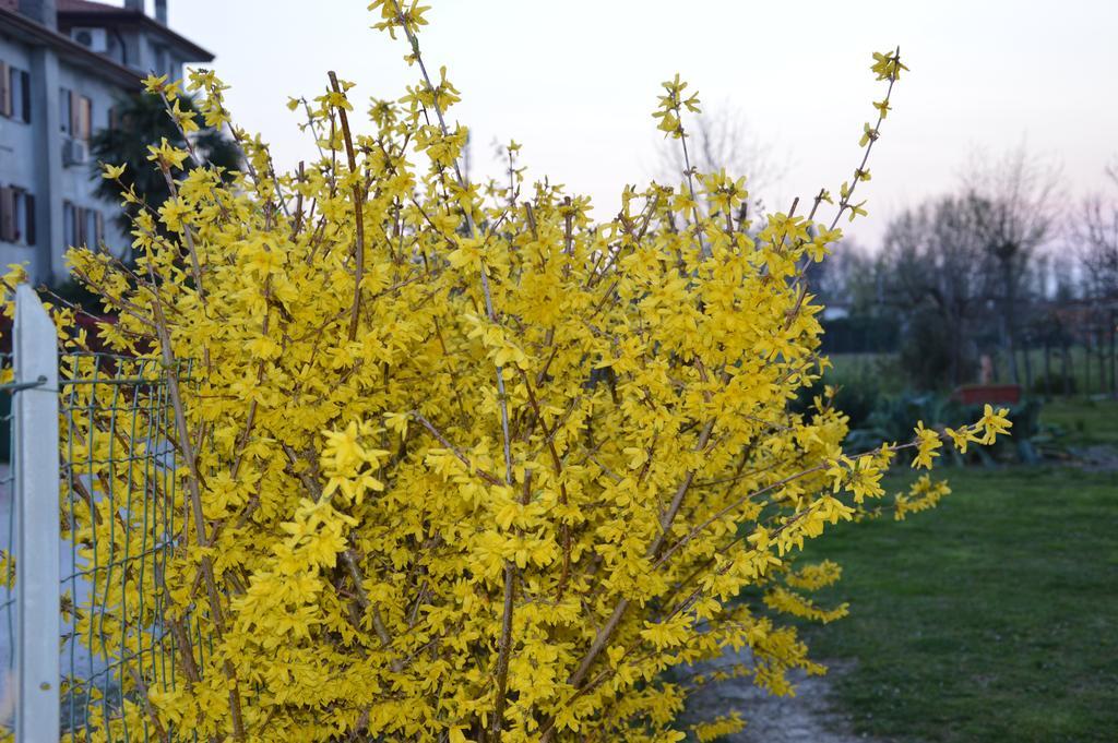 Appartamento Casa Della Nonna Noventa di Piave Exterior foto